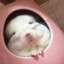 Common Chinchilla