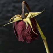 PlauRyX