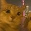 圆脸小花猪