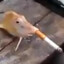 Video of fish smoking CIGARETTE