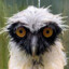 DerangedOwl