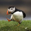 Puffin