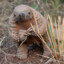 Pangolin