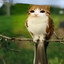 pihur