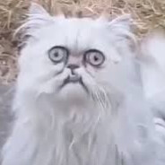 4oJI0Vik - steam id 76561198409014265