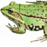 frog