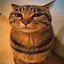Mr.Cat