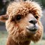 ☼ aLpAcA ☼