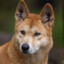 DinGo