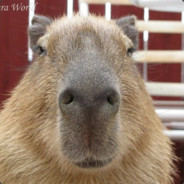 Taijitu! Back and stronger!