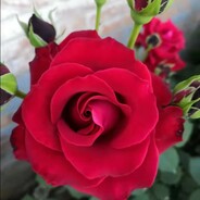 🌹花开富贵🌹