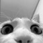 o_Caue