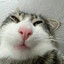 Котик