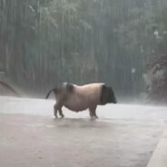 她说缝上也不给