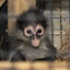 The Messianic Macaque