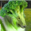 Aud