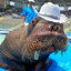 walrus