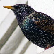 strayling - steam id 76561197965732721
