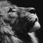 SHAWZZ-