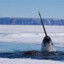 narwhals2a