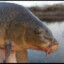 carp