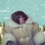 arctic monkee