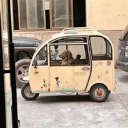 宇宙第一菜比，在此谁