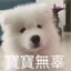 小狗要跪下叫姐姐