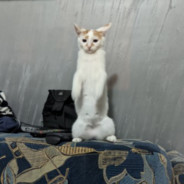 StreatFox