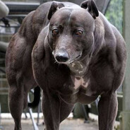 Bigdawg