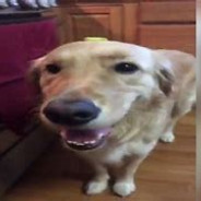 Butter dog