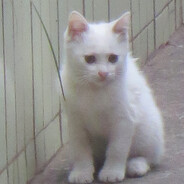 给我买朵向日葵