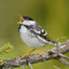 Blackpoll Warbler