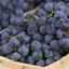 Blueberry