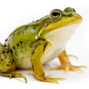 内格夫是信仰ya