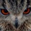 |Owlstars| _OWLED!_