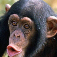 你的大白腿没了