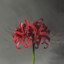 lycoris