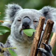 Koala