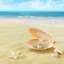 seashell
