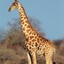 A Freckled Giraffe