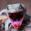 Gloopy Gecko