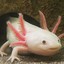 CosmicAxolotl