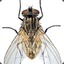 Robfly