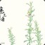 迷迭香