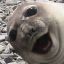 Happy Seal