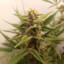 BruceBanner
