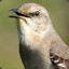 MockingBird-