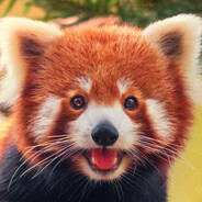 Red Panda VI ♡