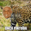 Onça Pintuda